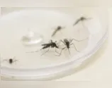 Municípios da região confirmam mais 169 casos de dengue