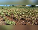 Lunardelli: agricultores atingidos pela estiagem terão auxílio