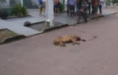 Homem mata o próprio cão para interromper ataque à vizinha
