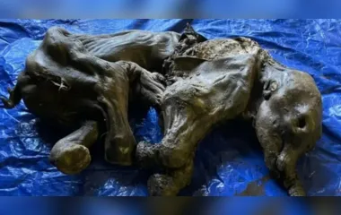Bebê de mamute congelado é encontrado no Canadá