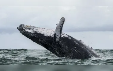 Baleia ‘engole’ pescador nos EUA e depois o cospe vivo
