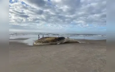 Uma baleia-jubarte em decomposição foi encontrada nesta quarta-feira (24)