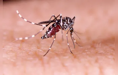 Alerta: Paraná registra 462 novos casos de dengue