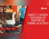 Ganso é flagrado passeando em shopping no Paraná