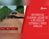 Motoristas flagram jacaré de 4 metros em estrada e vídeo viraliza