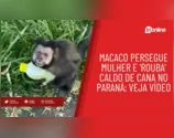 Macaco persegue mulher e 'rouba' caldo de cana no Paraná