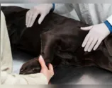 Mulher denuncia morte de cachorro em mutirão de castração em Cambira