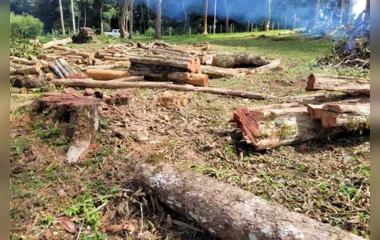 Operação de fiscalização remota aplicou R$ 5,9 milhões em multas por desmatamento ilegal no Paraná