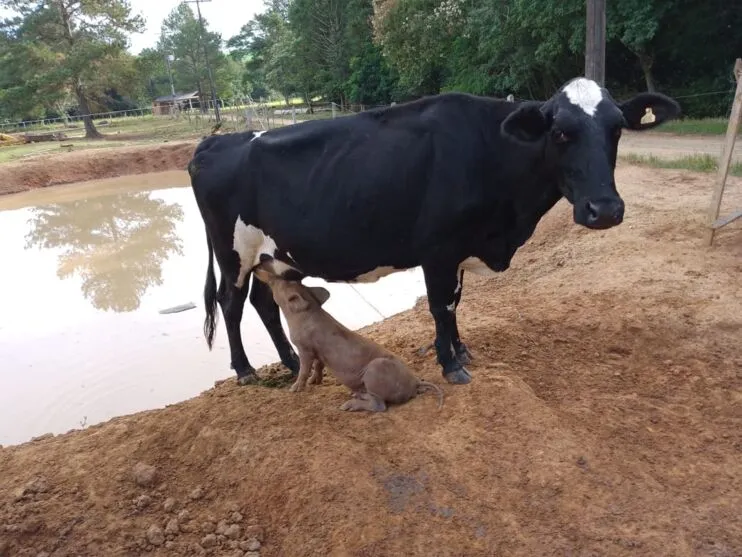 Vaca 'adota' e amamenta porquinhos em chácara do Paraná