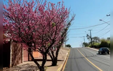 Cerejeiras florescem e embelezam ruas de Apucarana