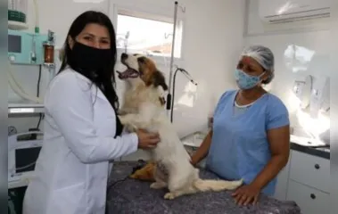 População carente castra cães no Castramóvel em Ivaiporã