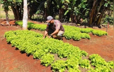 Pequenas hortas auxilia na melhora da qualidade da alimentação da população e gera renda extra para os produtores.