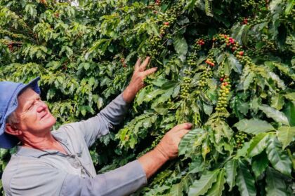 Cafeicultores investem em qualidade no pós-colheita