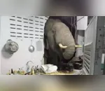 Elefante invade cozinha em busca de alimento; veja