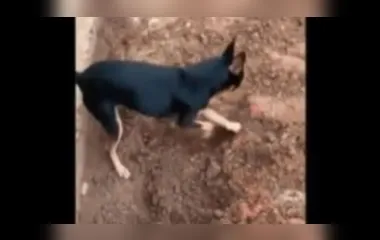 Cachorro Pinscher 'entrega' dono traficante à polícia; veja