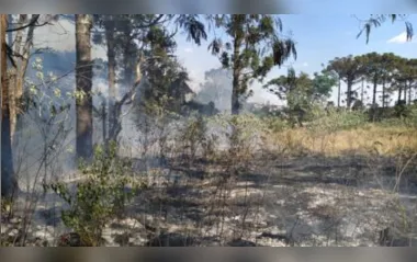 Princípio de incêndio invade área de araucárias em Apucarana