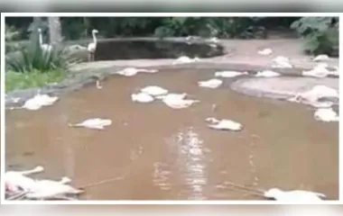 Flamingos são encontrados mortos em Parque das Aves de Foz