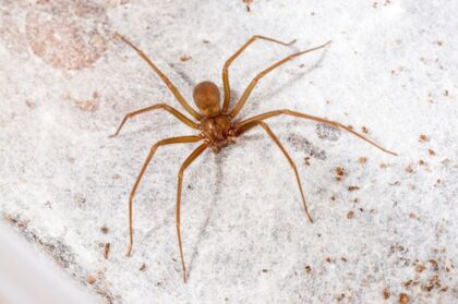 Homem de 35 anos vai parar na UTI após ser picado por aranha