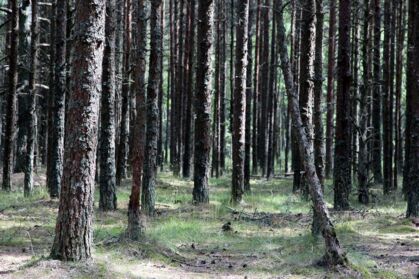 Plantio de árvores: espécies inadequadas interferem