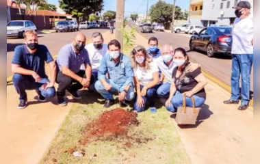 Prefeitura planta 78 cerejeiras na Avenida Pinho Araucária