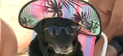 Cachorra viraliza na web ao curtir praia com óculos e chapéu
