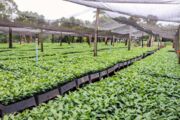 Prefeitura de Apucarana produz 150 mil mudas de café