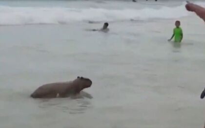 Vídeo flagra capivara tomando banho de mar em Ipanema; Veja