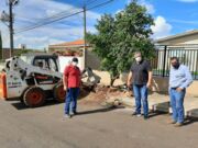 Prefeitura de Cambira realiza plantio de árvores