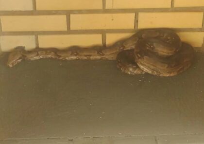 Cobra gigante é encontrada em condomínio na região; Veja