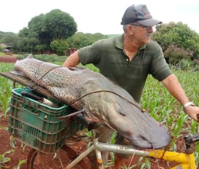 Homem pesca peixe de mais de 40 kg no Rio Paraná