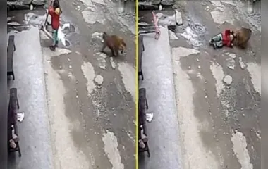 Veja: Macaco ataca criança e a arrasta pelo cabelo na China