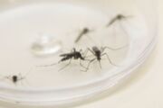 Região soma agora seis municípios com epidemia de dengue