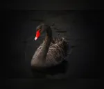 Cisne negro: Como gerenciar o desconhecido