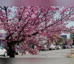 Florada da cerejeira embeleza Apucarana; confira as fotos