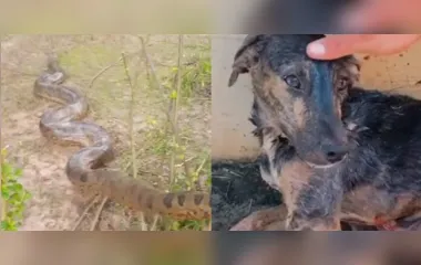 Vídeo: cachorro é atacado por sucuri de 7 m e é salvo por moradores