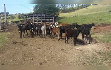 Ladrões invadem sítio e levam 11 cabeças de gado em Novo Itacolomi