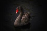 Cisne negro: Como gerenciar o desconhecido