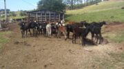Onze cabeças de gado, todos bezerros, foram levadas do sítio no Marrecas, em Novo Itacolomi. Polícia investiga o caso