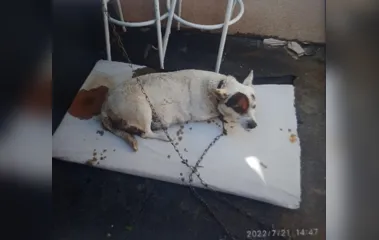 Mulher é presa por maus-tratos contra cadela prenha em Apucarana