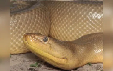 Primeira anaconda mutante do mundo é encontrada no Brasil