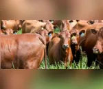 Imagem ilustrativa - Os animais Bonsmara são valorizados pelas características genéticas vantajosas na pecuária de rendimento