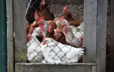 IMAGEM ILUSTRATIVA - O galinheiro da chácara foi alvo de furto e pelo menos 17 cabeças foram levadas da propriedade