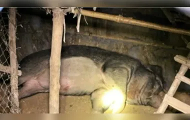 Idoso é morto mutilado por seu javali de estimação de 120 kg