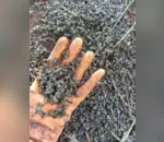 Abelhas morreram após uso de agrotóxicos em lavoura, denunciam apicultores
