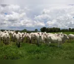 Em média, uma cabeça de gado Nelore está valendo R $4 mil