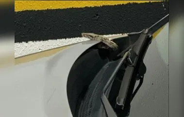 A cobra só pôde ser retirada do automóvel no dia seguinte