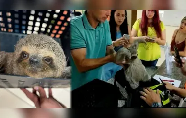 Grupo tenta furtar bicho-preguiça de parque o colocando na mochila