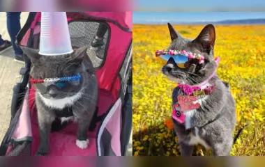 Mulher gasta mais de R$ 31 mil com óculos de sol para gata