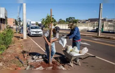 Arborização está sendo finalizada na Avenida Central do Paraná