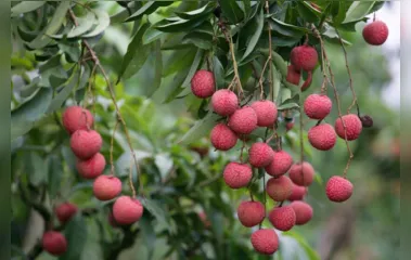Novo Itacolomi cadastra interessados em receber mudas frutíferas